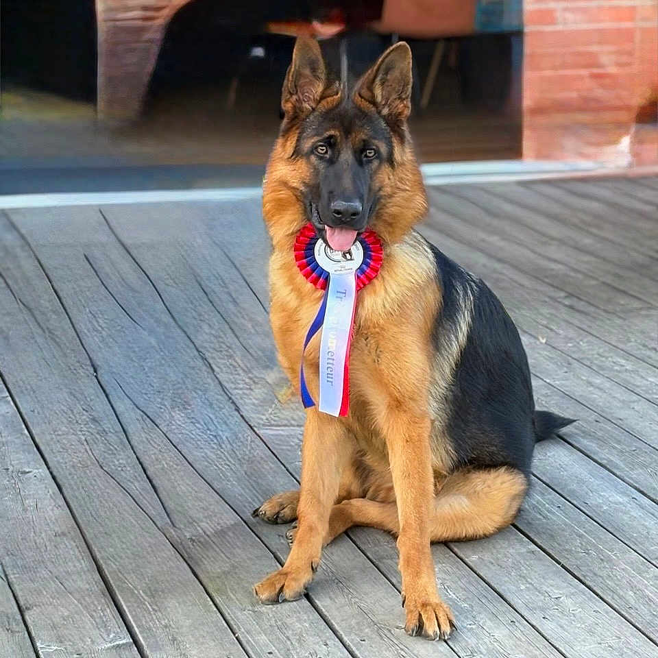 Afterjack a rejoint le concours — aidez-le/la à gagner de superbes lots ! animal, award, black, brick_wall, brown, canine, deck, dog, ears_up, fur, german_shepherd, glass_door, happy, house, outdoor, pet, ribbon, sitting, tongue_out, wooden_floor