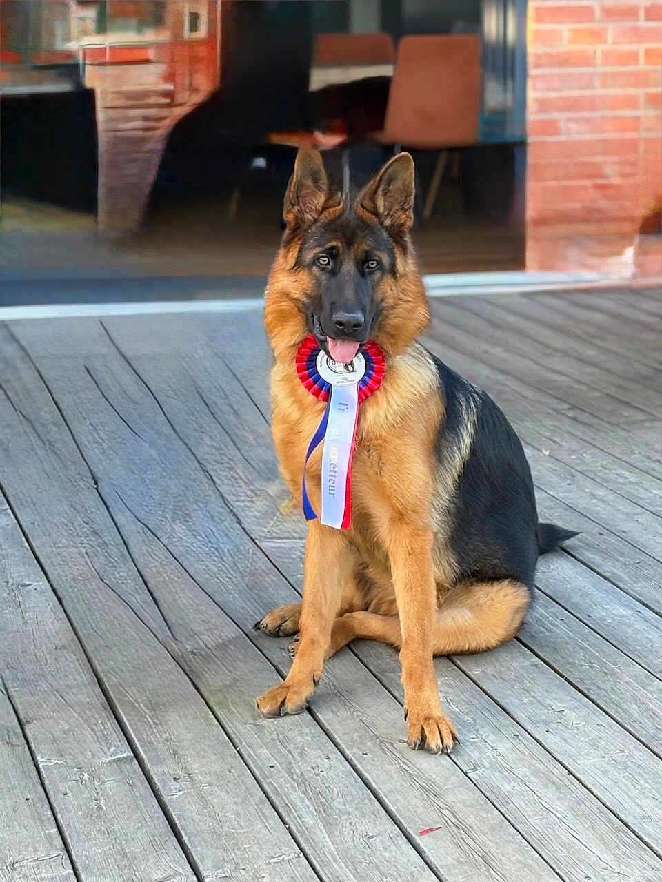 Afterjack a rejoint le concours — aidez-le/la à gagner de superbes lots ! german_shepherd, dog, ribbon, award, pet, canine, deck, wooden_floor, outdoor, animal, sitting, tongue_out, ears_up, brown, black, fur, house, glass_door, brick_wall, happy
