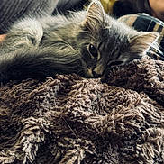 Moonstone is registered to the contest to win money with this photo: cat, gray_cat, fluffy, blanket, fuzzy, texture, cozy, sleepy, resting, indoor, relaxed, pet, animal, fur, closeup, home, comfort, soft, person_partial, couch
