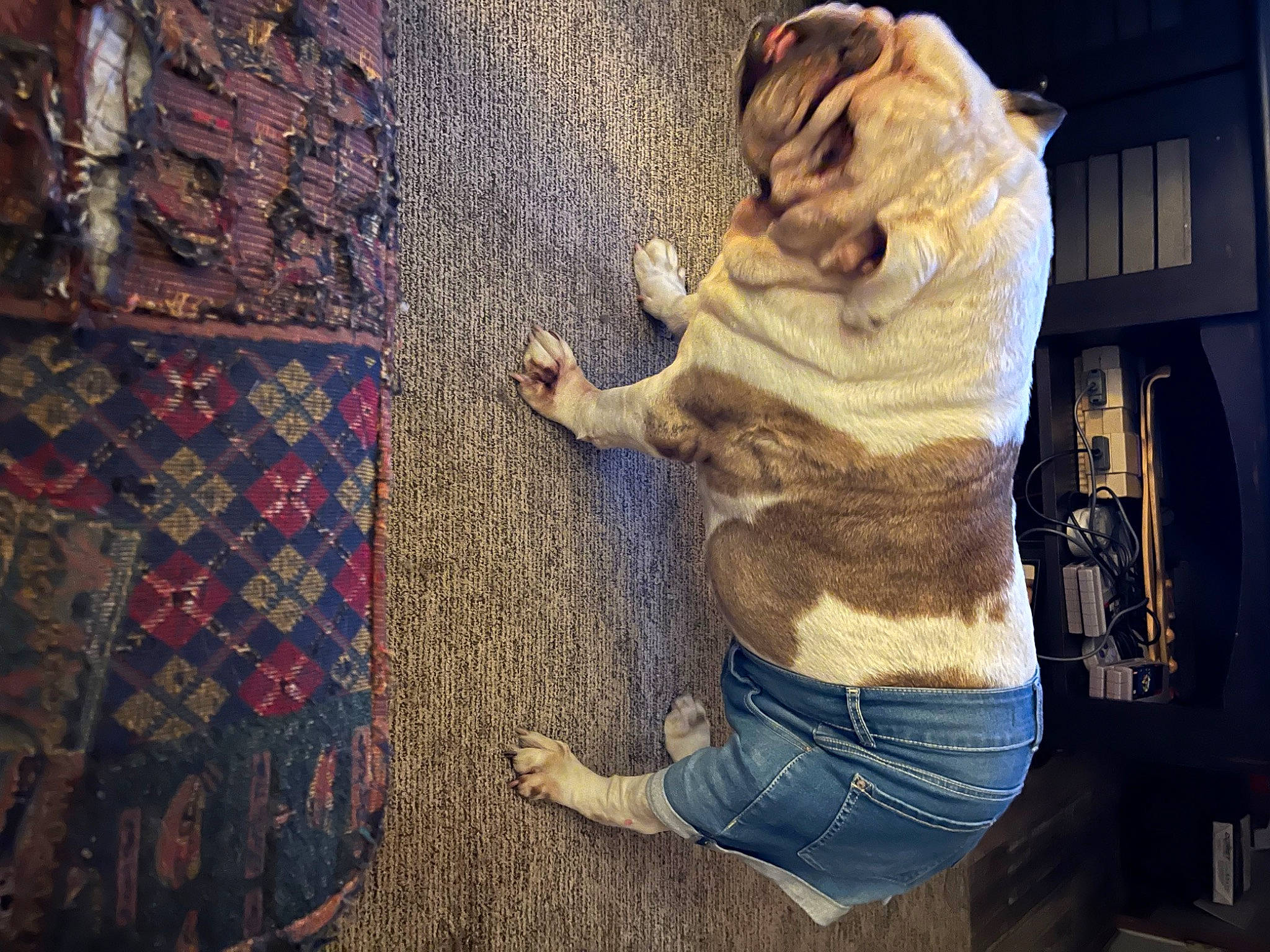 Buddy joined the competition — help win amazing prizes! art, beard, denim, flooring, fun, fur, gesture, human_leg, jeans, pattern, room, selfie, sitting, textile, tints_and_shades, toy, tree, visual_arts, window, wood