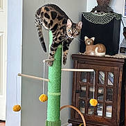 Sabrina is registered to the contest to win money with this photo: cat, scratching_post, toy, basket, ceramic_cat, cabinet, indoor, floor, wooden_furniture, curious, animal, pet, playful, home, decor, window, door, orange_ball, string, tile_floor