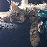 Nahla is registered to the contest to win money with this photo: cat, sleeping, fur, paw, closeup, cozy, resting, indoor, pet, animal, whiskers, cute, relaxing, feline, soft, texture, calm, domestic, nap, comfort