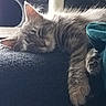 cat, sleeping, fur, paw, closeup, cozy, resting, indoor, pet, animal, whiskers, cute, relaxing, feline, soft, texture, calm, domestic, nap, comfort