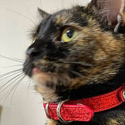 Stephy is registered to the contest to win money with this photo: cat, tortoiseshell, close_up, pet, collar, red_collar, whiskers, fur, green_eye, animal, indoor, cute, feline, portrait, side_view, domestic_cat, muzzle, ears, nose, soft_focus