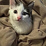 Tobey joined the competition — help win amazing prizes! kitten, cat, pet, animal, furry, cozy, blanket, cute, small, white, gray, indoor, soft, fur, whiskers, ears, nose, young, portrait, comfort