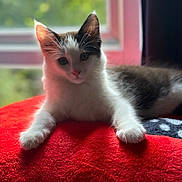 Tobey joined the competition — help win amazing prizes! kitten, cat, indoor, red_blanket, window, fur, cute, pet, animal, relaxed, paws, whiskers, soft_light, cozy, young, portrait, feline, resting, curious, domestic