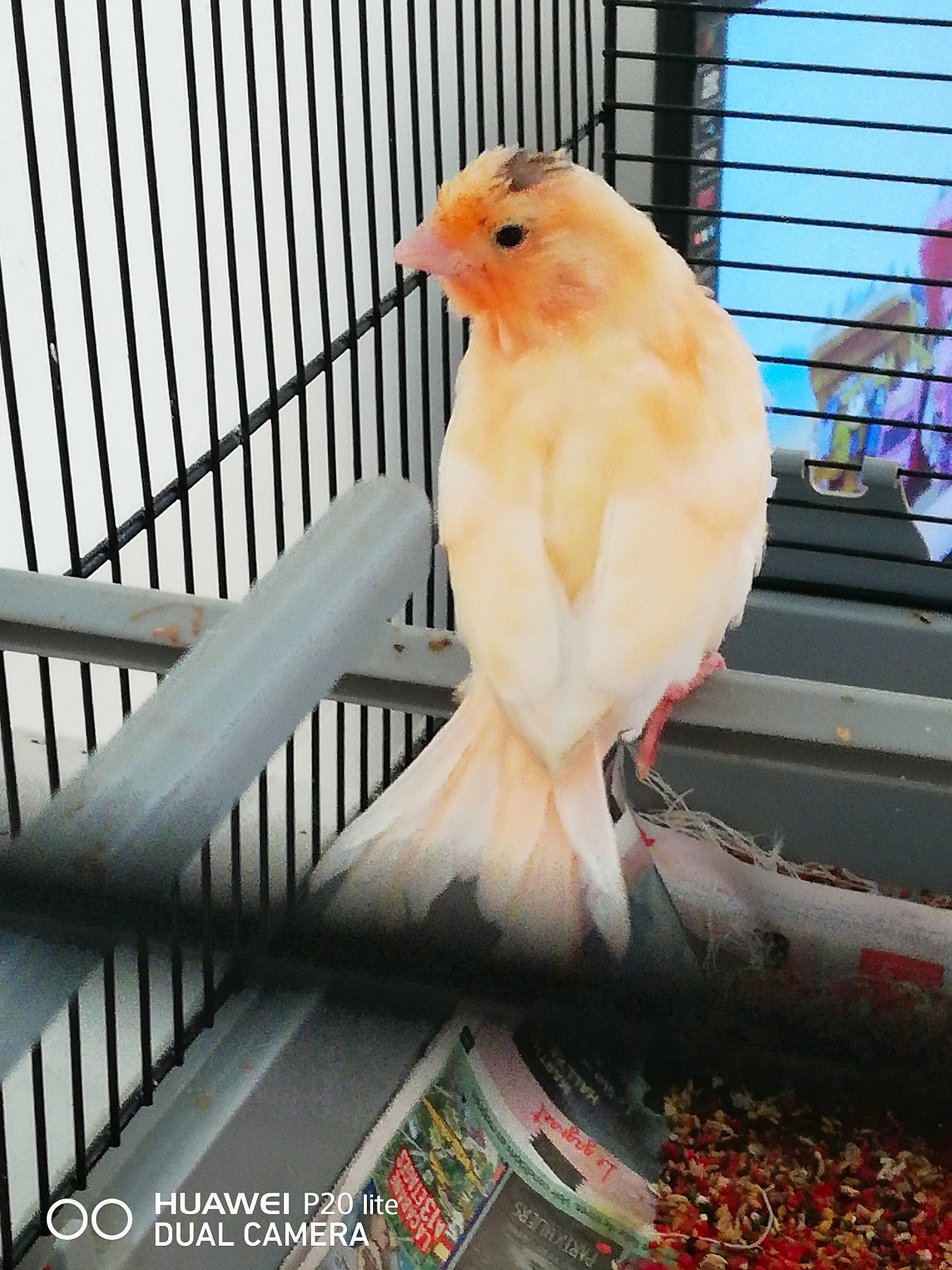 Mais Bijoux a rejoint le concours — aidez-le/la à gagner de superbes lots ! atlantic_canary, beak, bird, bird_supply, cage, canary, fawn, feather, finch, perching_bird, songbird, tail, vertebrate, wing