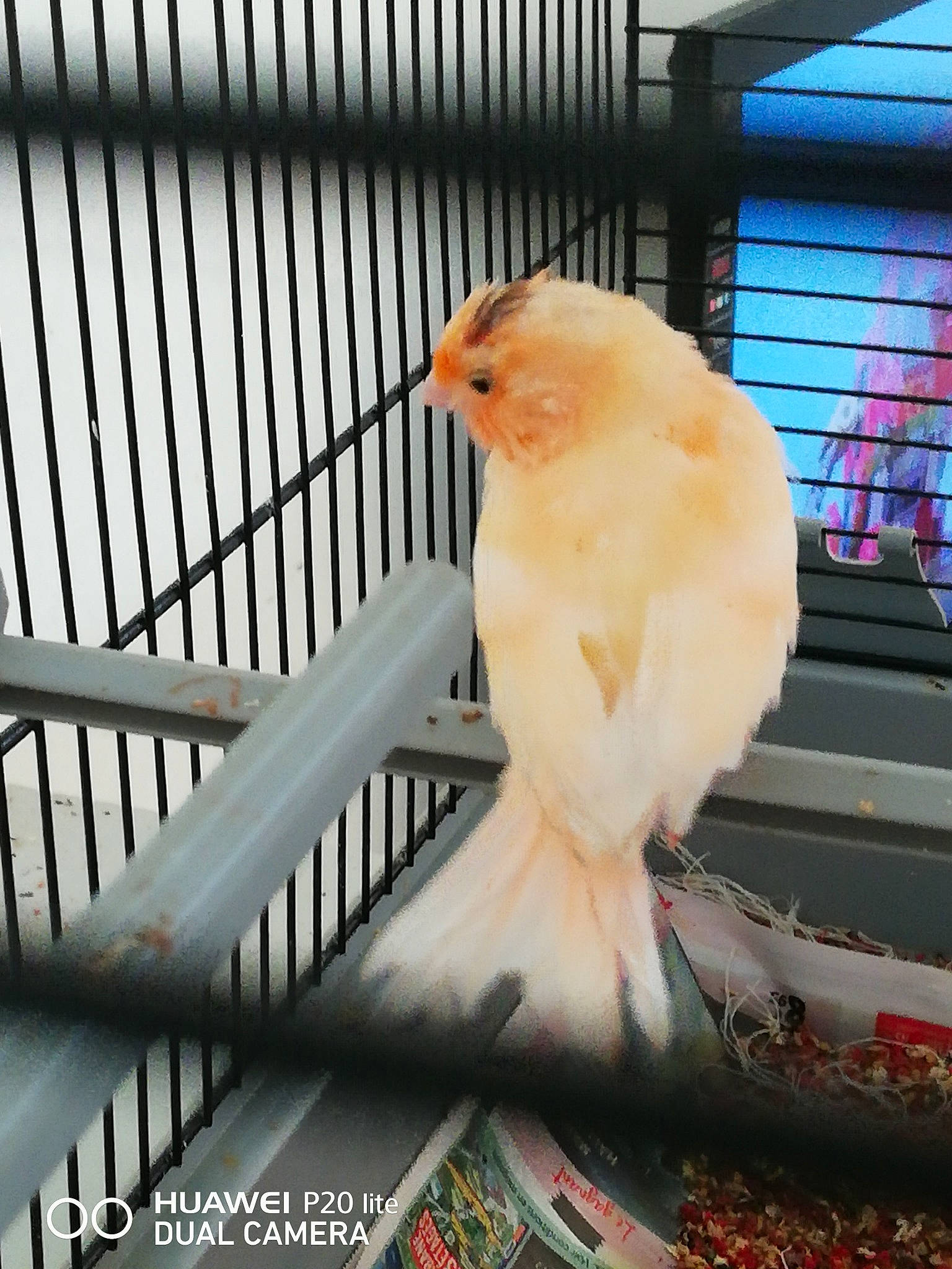 Mais Bijoux participe au concours pour gagner de l'argent avec cette photo : adaptation, atlantic_canary, beak, bird, bird_supply, cage, canary, feather, finch, parrot, perching_bird, snapshot, songbird, tail, vertebrate, wing