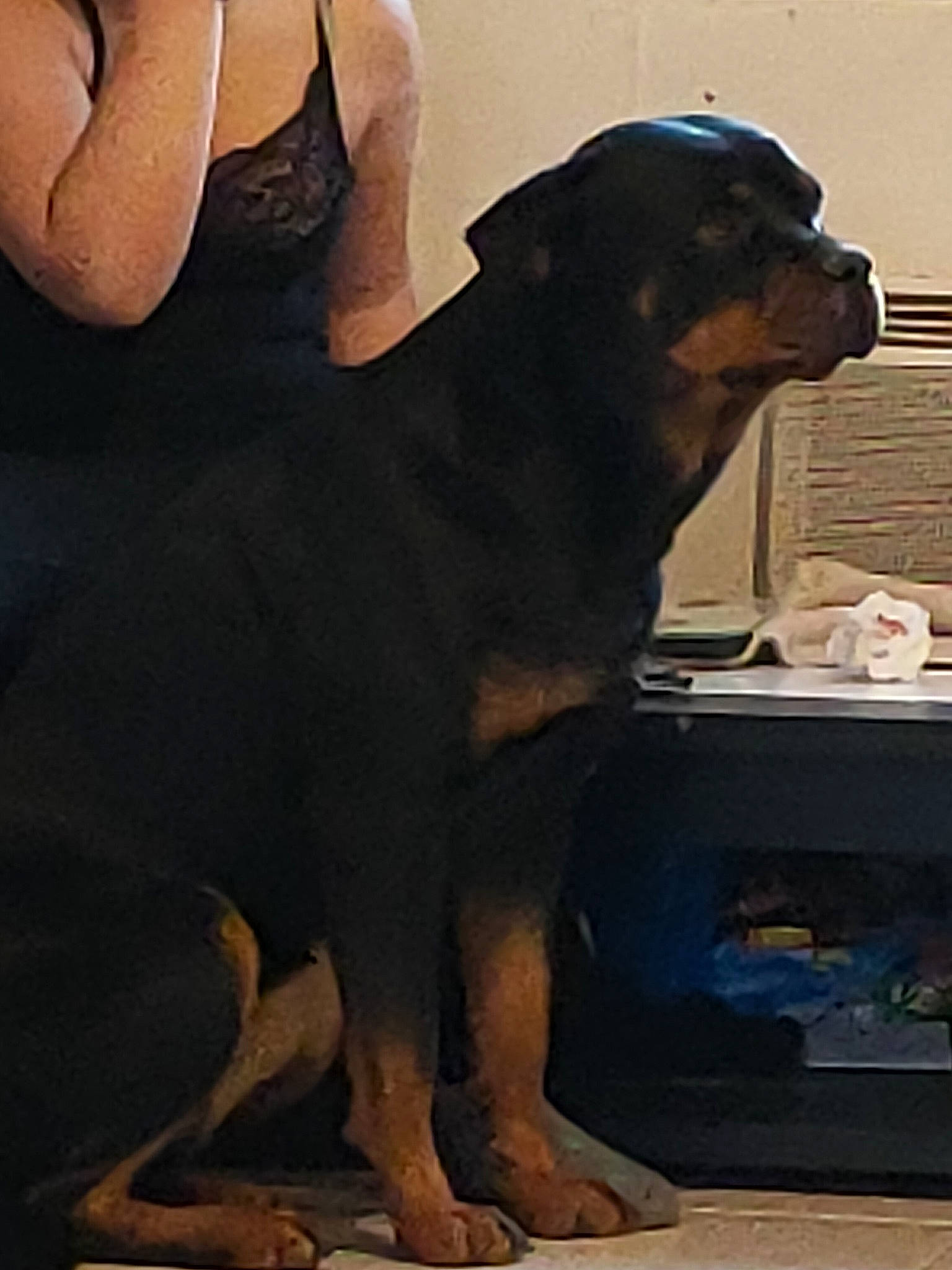 Dora a rejoint le concours — aidez-le/la à gagner de superbes lots ! canidae, carnivore, companion_dog, dog, dog_breed, fawn, guard_dog, mammal, molosser, rottweiler, vertebrate, working_dog