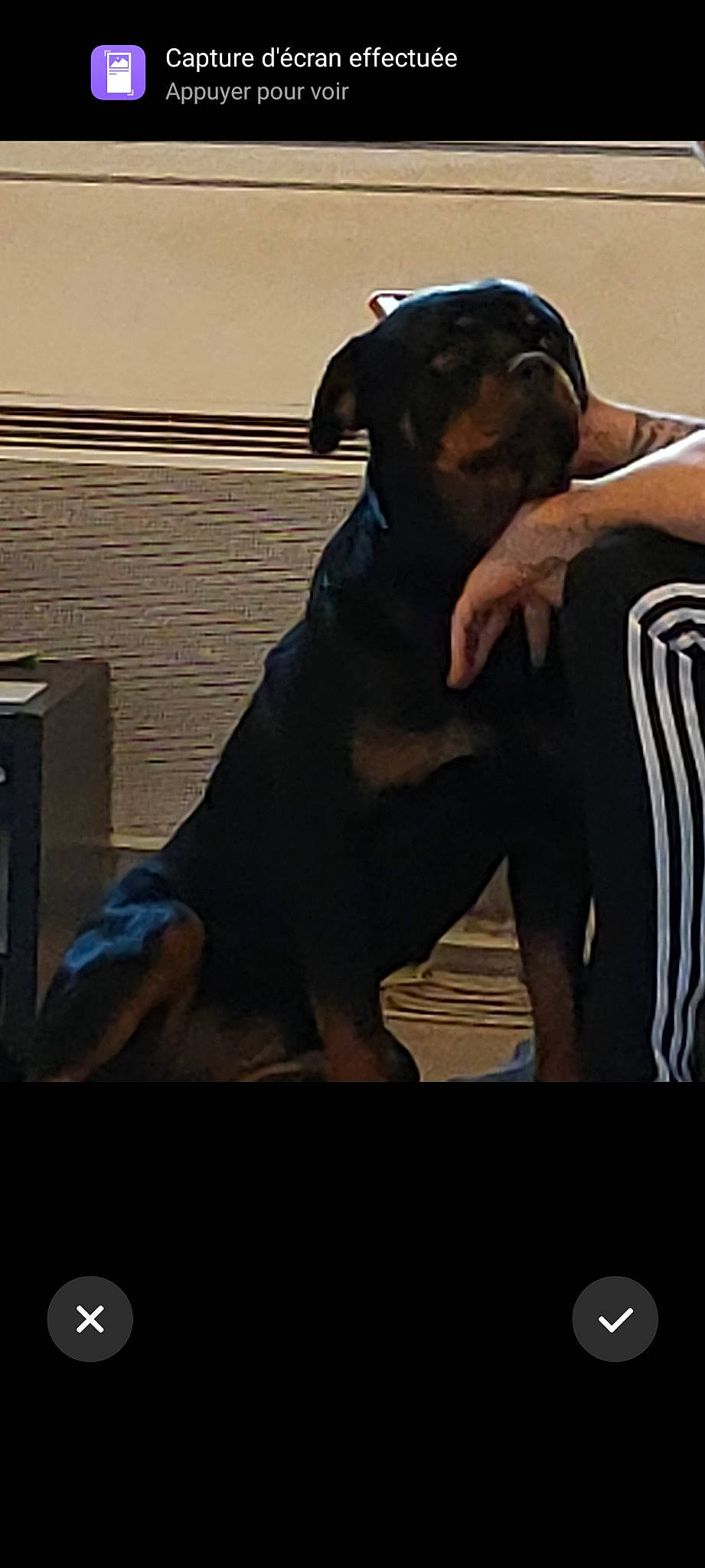 Dora participe au concours pour gagner de l'argent avec cette photo : canidae, carnivore, companion_dog, dog, dog_breed, fawn, guard_dog, mammal, molosser, muscle, rottweiler, vertebrate, working_dog