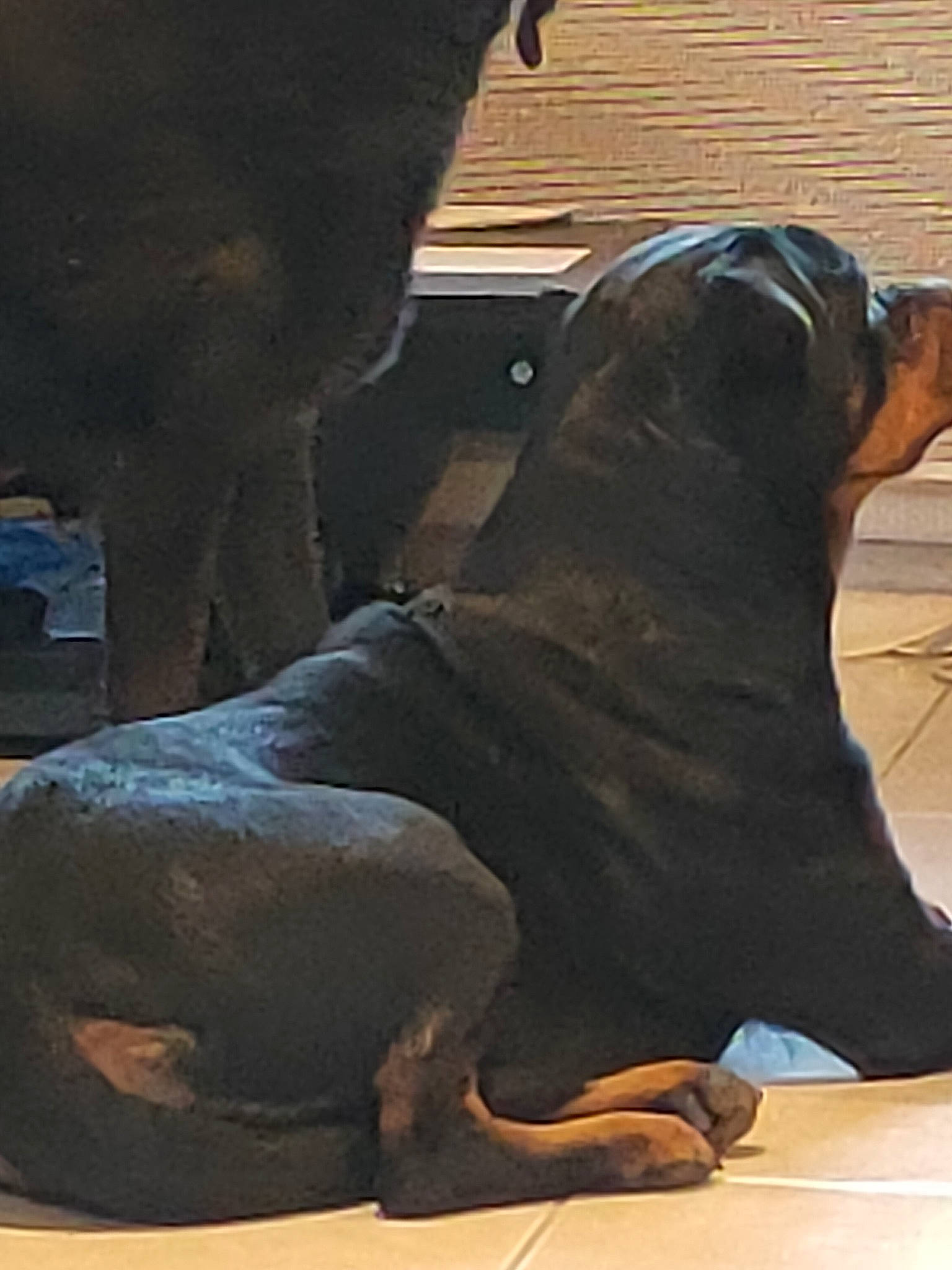 Dora a rejoint le concours — aidez-le/la à gagner de superbes lots ! canidae, carnivore, companion_dog, dobermann, dog, dog_breed, fawn, guard_dog, mammal, molosser, rottweiler, snout, sporting_group, vertebrate, working_dog