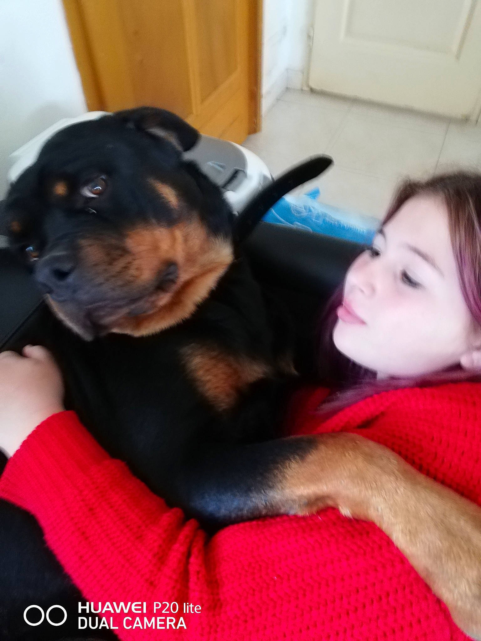 Naya Mon Bébé a rejoint le concours — aidez-le/la à gagner de superbes lots ! canidae, carnivore, companion_dog, dog, dog_breed, fawn, guard_dog, mammal, person, puppy, puppy_love, rottweiler, sporting_group