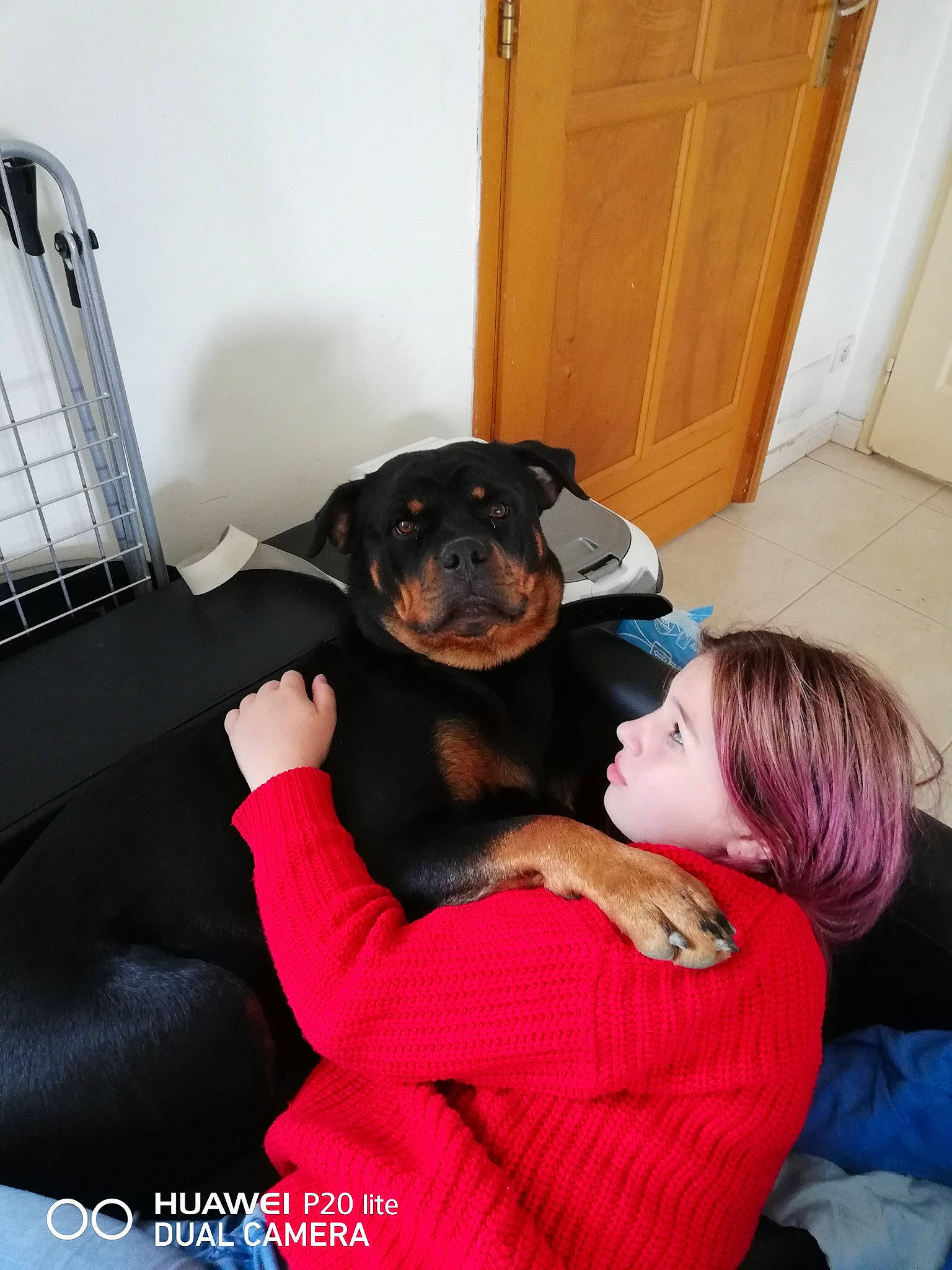 Naya Mon Bébé a rejoint le concours — aidez-le/la à gagner de superbes lots ! canidae, carnivore, companion_dog, dog, dog_breed, german_pinscher, guard_dog, jagdterrier, mammal, miniature_pinscher, person, puppy, puppy_love, rottweiler, vertebrate