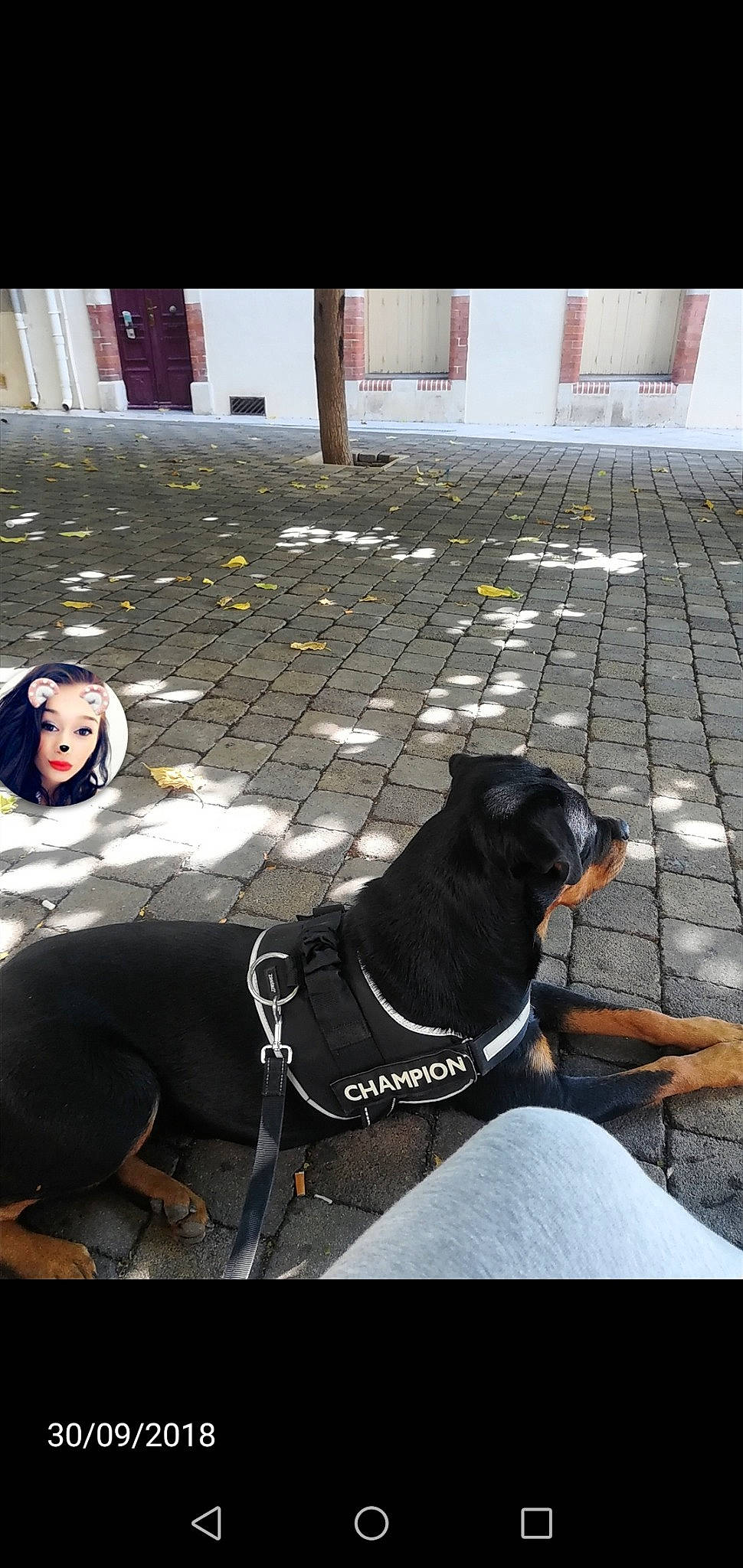 Naya participe au concours pour gagner de l'argent avec cette photo : canidae, carnivore, collar, companion_dog, dobermann, dog, dog_breed, guard_dog, leash, mammal, person, pinscher, rottweiler, snout, sporting_group, vertebrate, working_dog