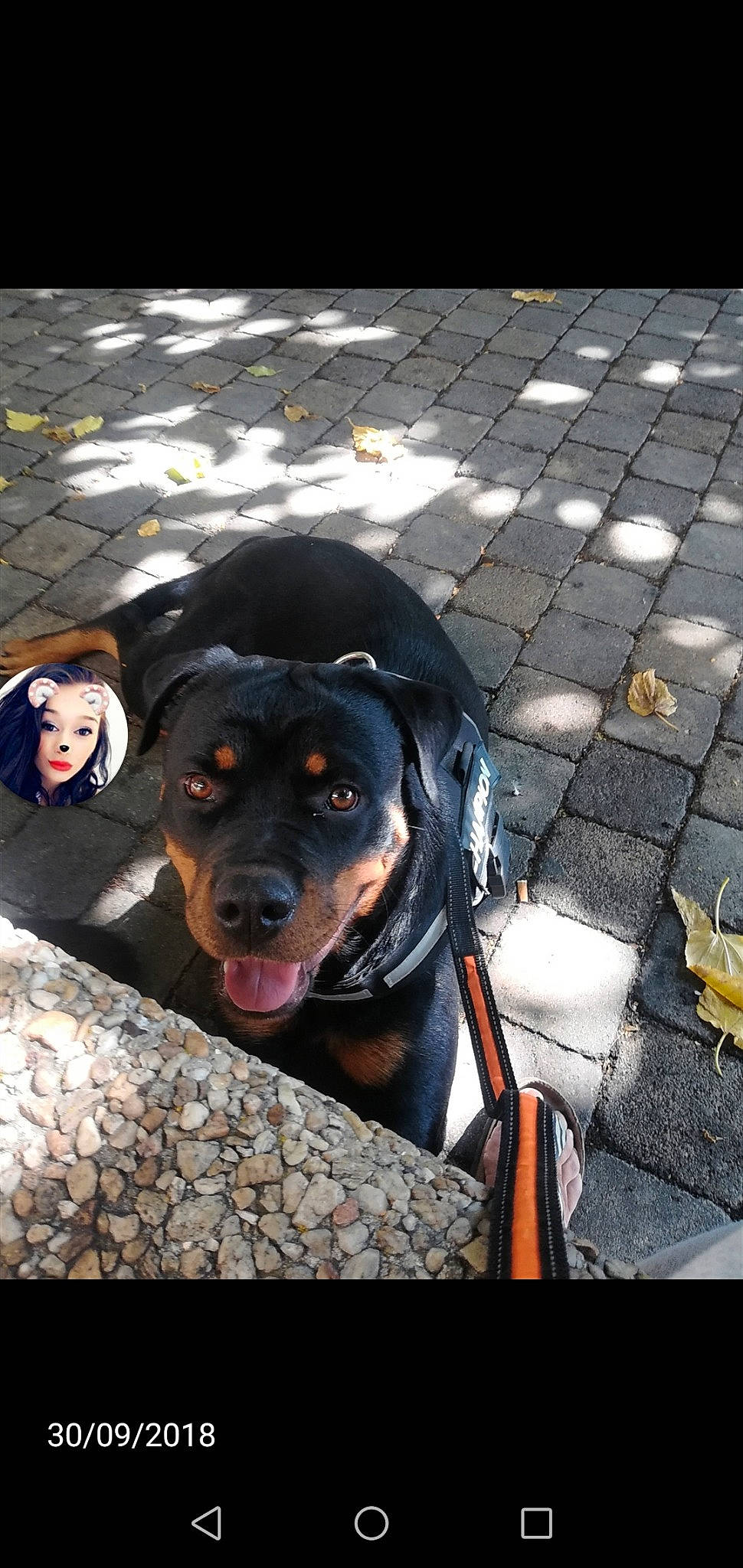 Naya a rejoint le concours — aidez-le/la à gagner de superbes lots ! canidae, carnivore, dog, dog_breed, guard_dog, huntaway, hunting_dog, mammal, molosser, person, rottweiler, snout, sporting_group, working_dog