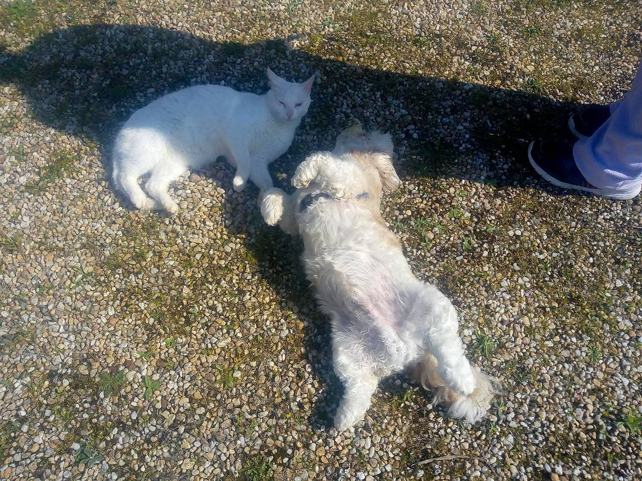 Mojito participe au concours pour gagner de l'argent avec cette photo : canidae, carnivore, cat, dog, dog_breed, felidae, small_to_medium_sized_cats, sporting_group, tail