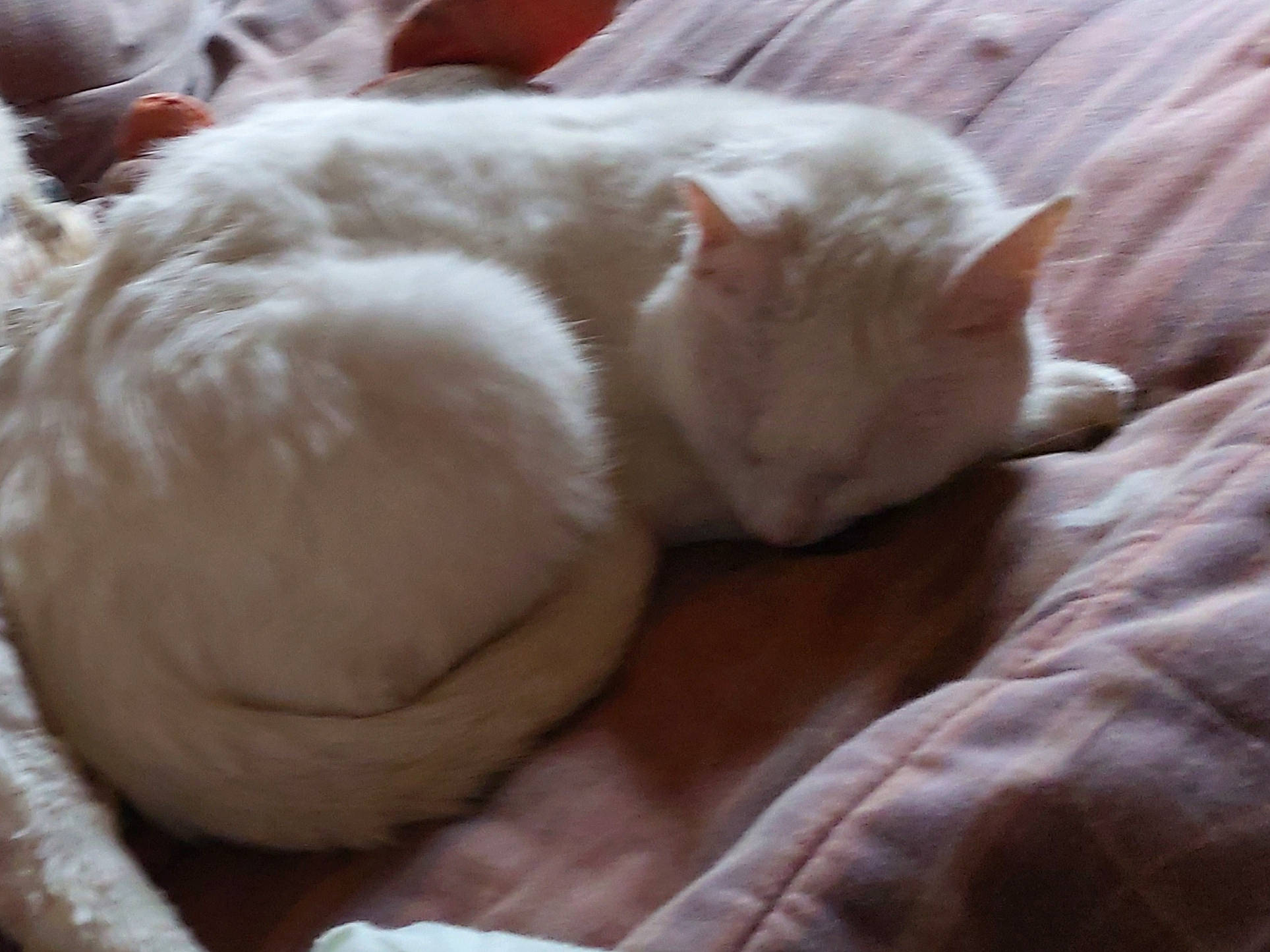 Mojito participe au concours pour gagner de l'argent avec cette photo : canidae, carnivore, cat, fawn, felidae, fur, nap, sleep, small_to_medium_sized_cats