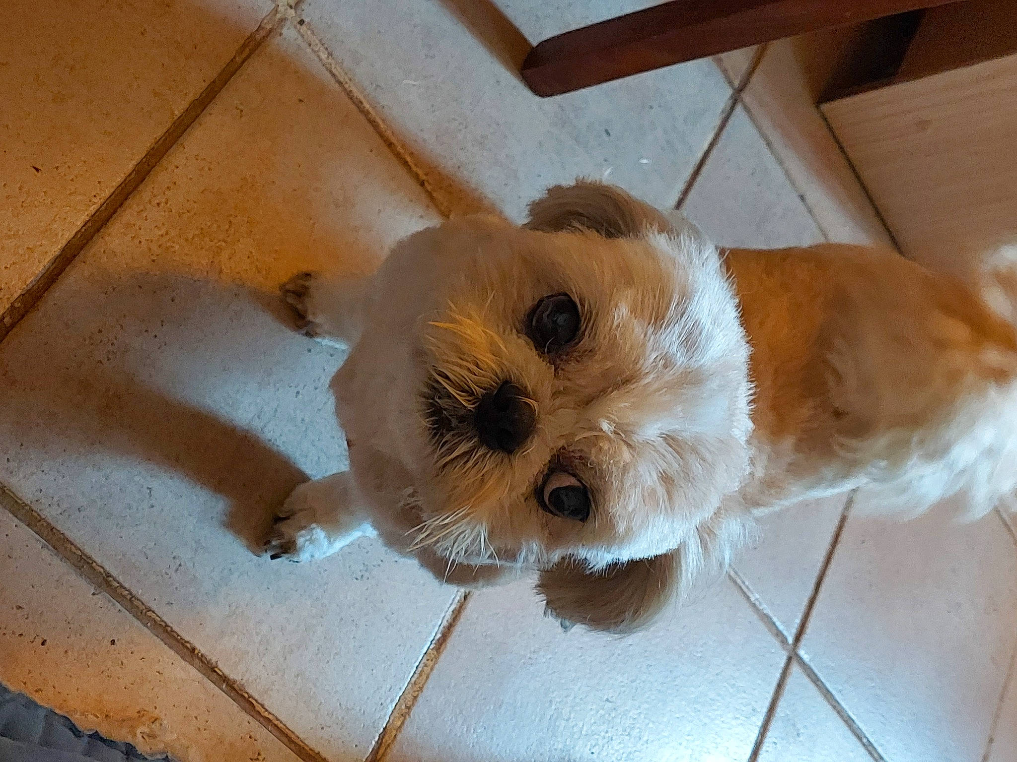 Dino participe au concours pour gagner de l'argent avec cette photo : canidae, carnivore, cavachon, cavapoo, chinese_imperial_dog, companion_dog, dog, dog_breed, lhasa_apso, maltepoo, mammal, puppy, rare_breed_dog, schnoodle, shih_tzu, snout, sporting_group, sporting_lucas_terrier, toy_dog, vertebrate