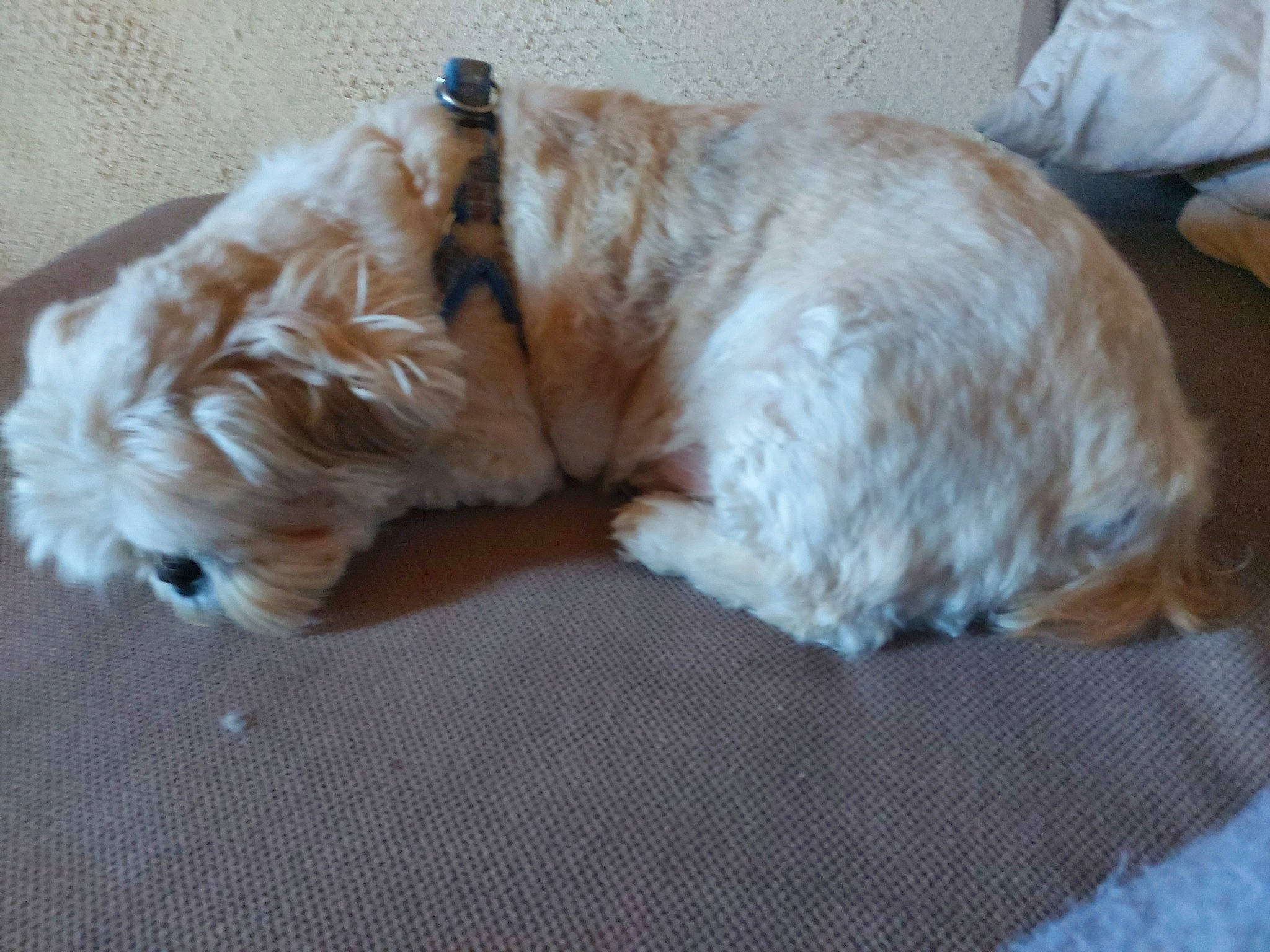 Dino participe au concours pour gagner de l'argent avec cette photo : bolonka, canidae, carnivore, cavapoo, cockapoo, companion_dog, dog, dog_breed, dutch_smoushond, fawn, glen_of_imaal_terrier, havanese, irish_soft_coated_wheaten_terrier, lhasa_apso, puppy, schnoodle, shih_tzu, sporting_group, sporting_lucas_terrier, toy_dog