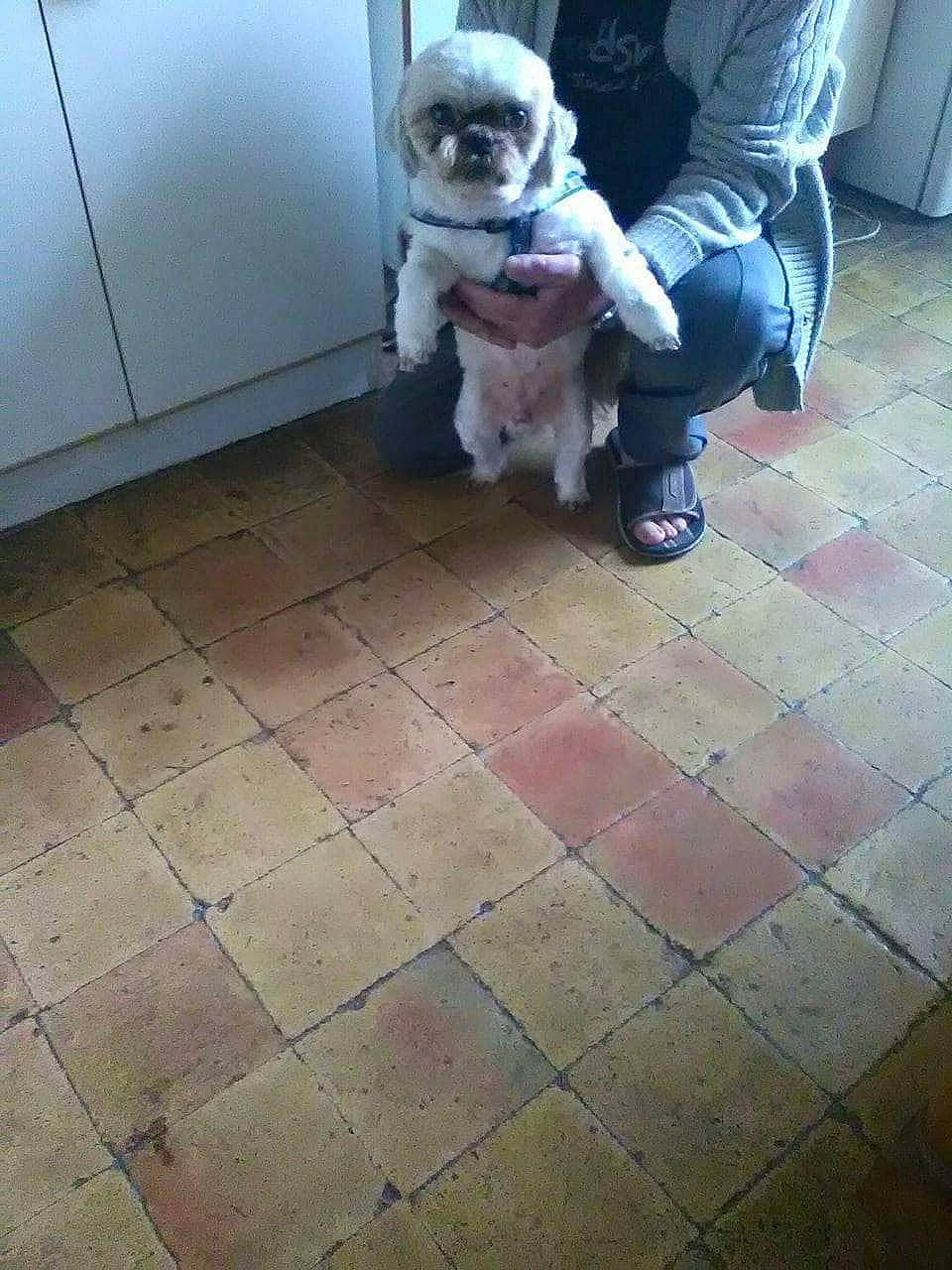 Dino participe au concours pour gagner de l'argent avec cette photo : canidae, carnivore, companion_dog, dog, dog_breed, fawn, floor, flooring, lhasa_apso, maltese, mammal, non_sporting_group, shih_tzu, sporting_group, tile, toy_dog