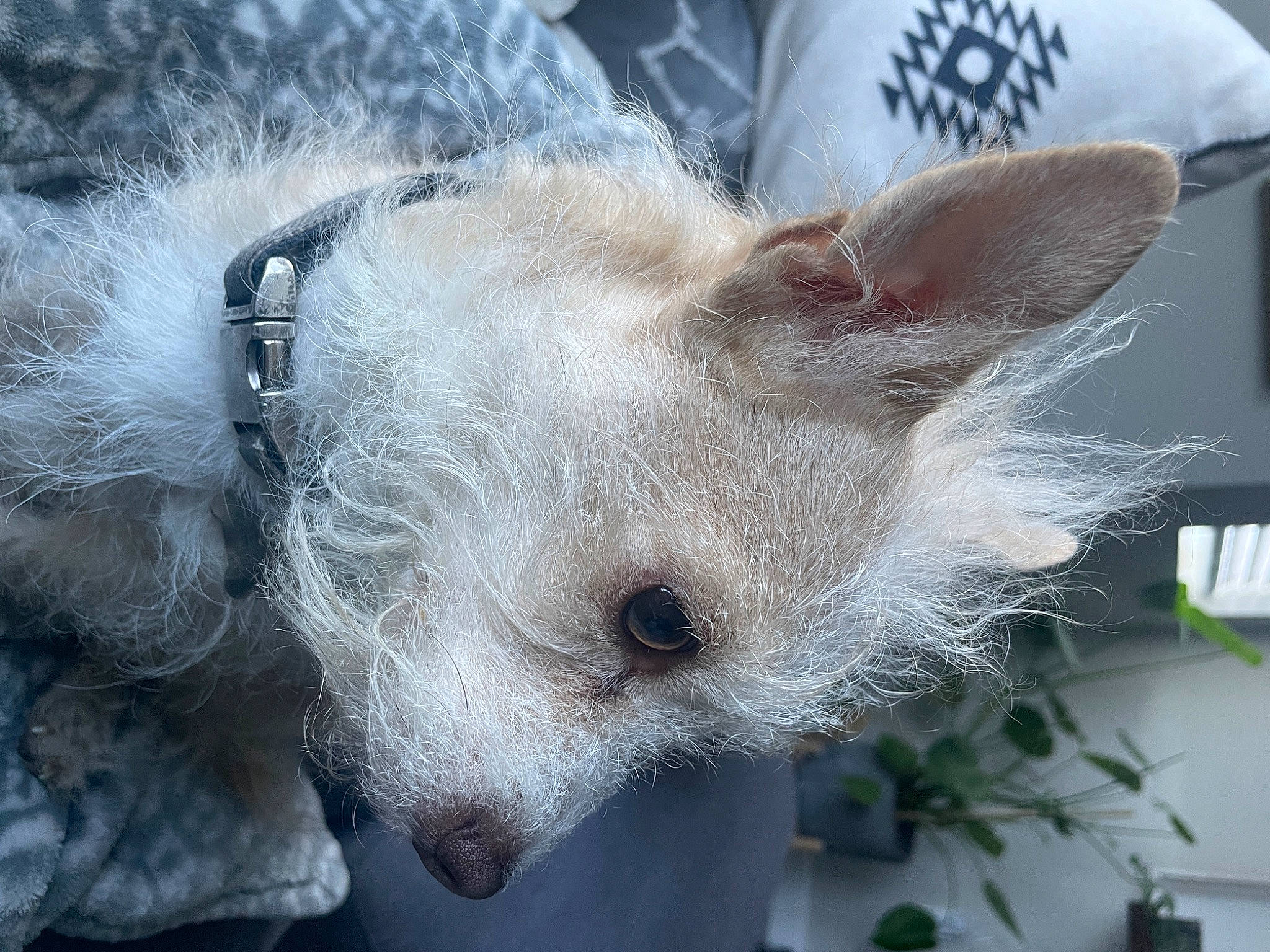 Leroy joined the competition — help win amazing prizes! canidae, carnivore, cat, claw, dog_breed, domestic_short_haired_cat, fawn, felidae, fur, marsupial, mouse, muroidea, paw, plant, rodent, small_to_medium_sized_cats, snout, stuffed_toy, terrestrial_animal, whiskers