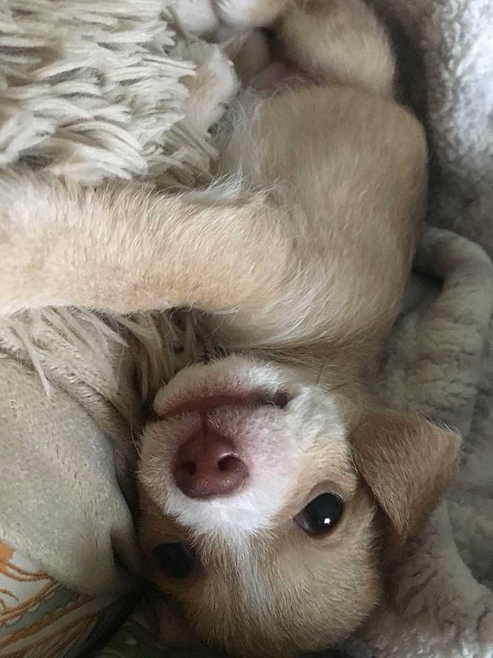 Leroy is registered to the contest to win money with this photo: canidae, carnivore, comfort, companion_dog, dog, dog_breed, ear, fawn, fur, liver, non_sporting_group, paw, puppy, snout, sporting_group, terrestrial_animal, whiskers, white, working_animal, wrinkle