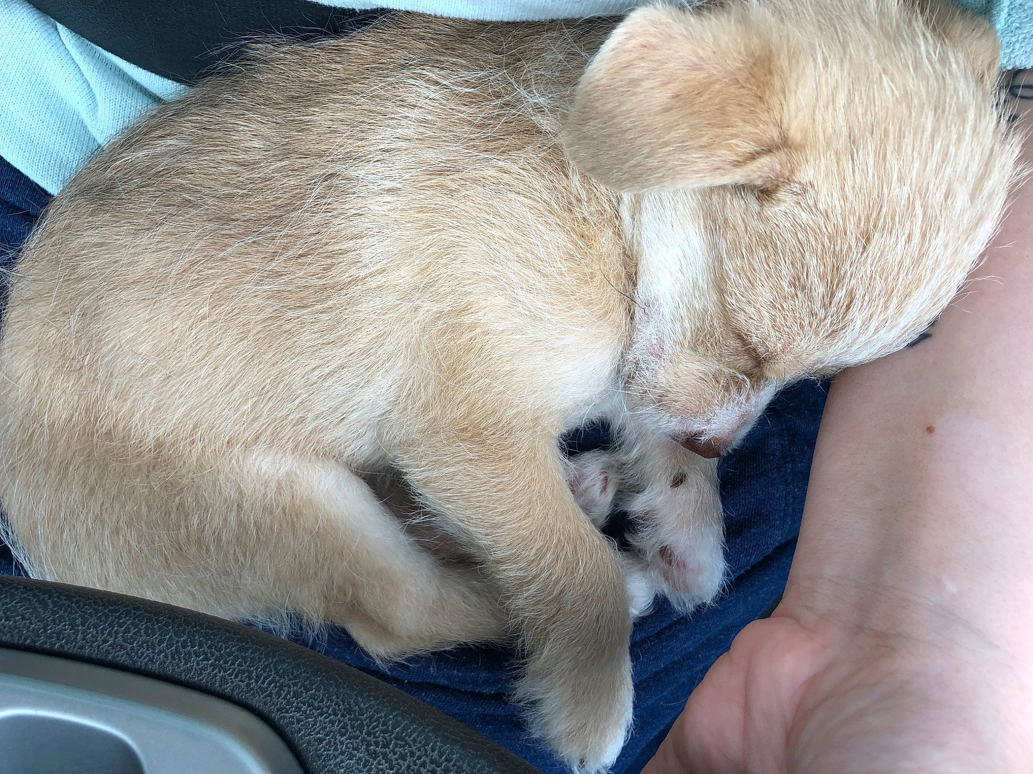 Leroy is registered to the contest to win money with this photo: canidae, carnivore, claw, clock, comfort, companion_dog, dog, dog_breed, fawn, foot, fur, nap, paw, snout, sporting_group, tail, terrestrial_animal, whiskers