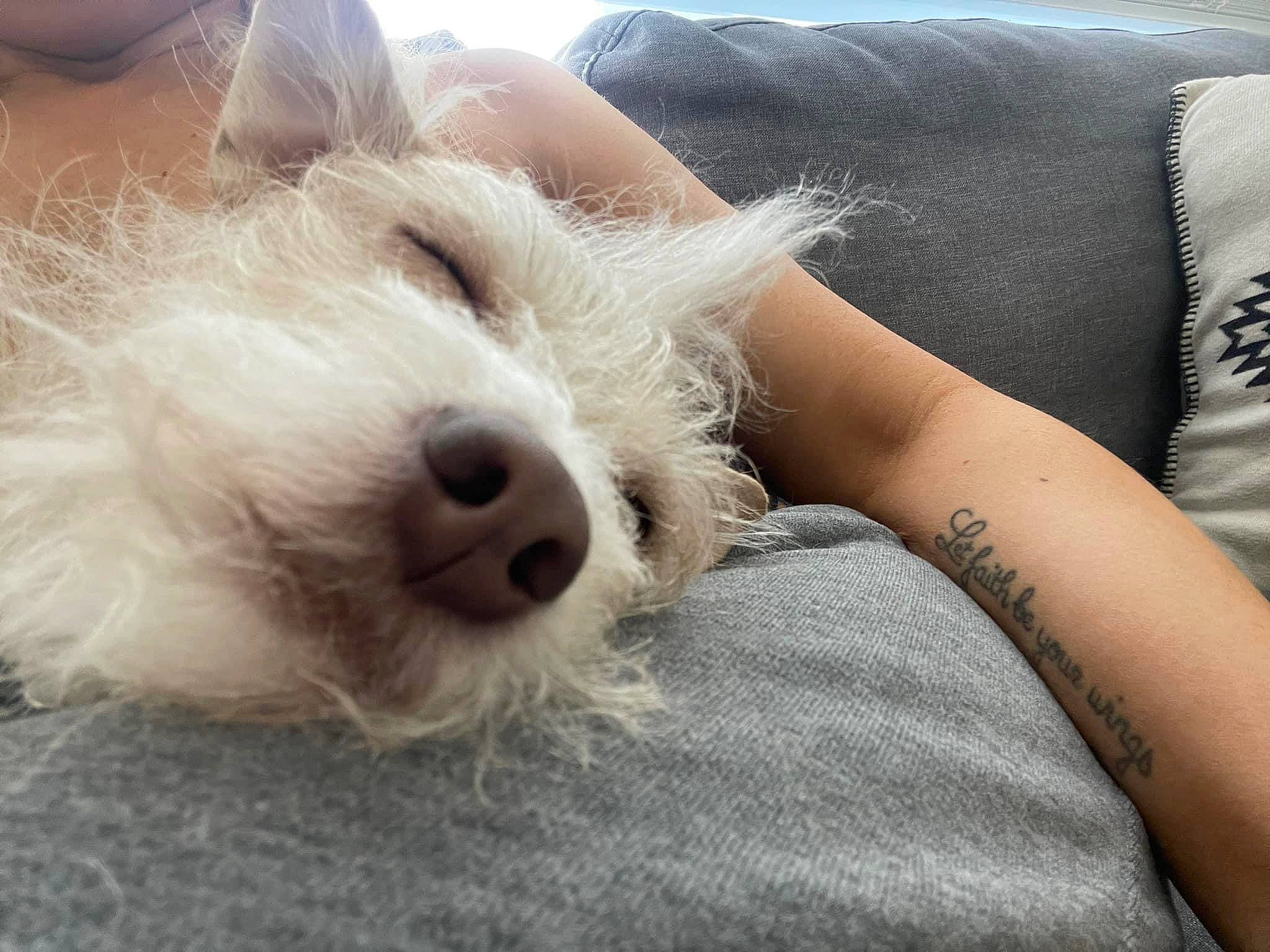 Leroy joined the competition — help win amazing prizes! canidae, carnivore, comfort, companion_dog, dog, dog_breed, elbow, fur, human_leg, nap, non_sporting_group, paw, puppy, puppy_love, small_terrier, sporting_group, terrier, toy_dog, whiskers, working_animal