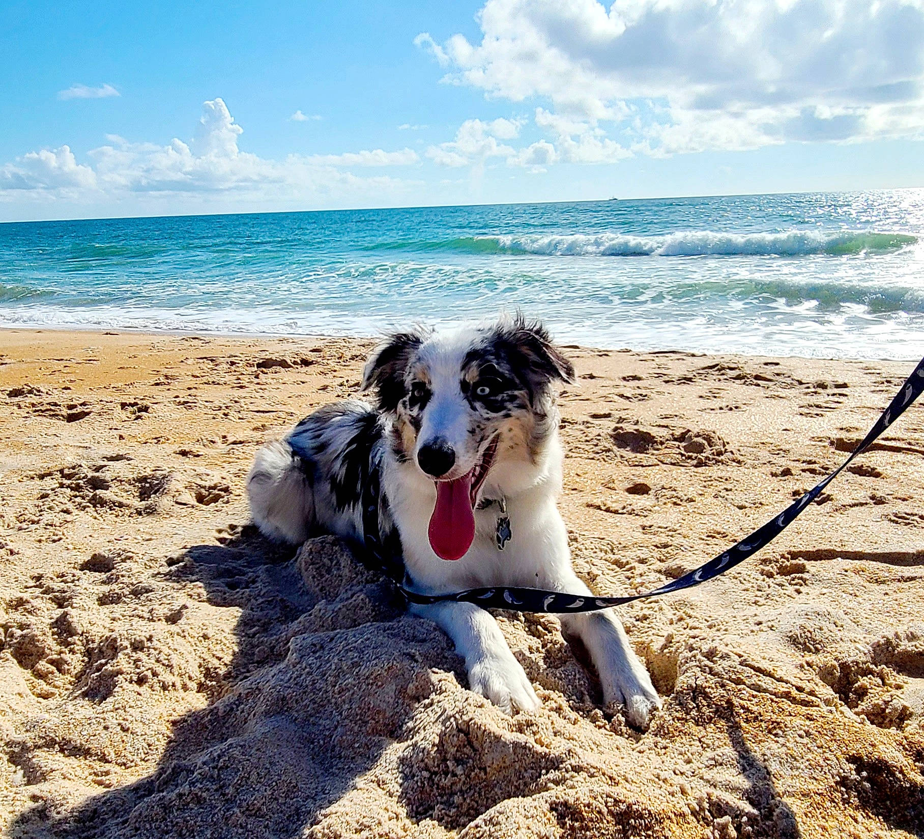 Tuukka is registered to the contest to win money with this photo: australian_shepherd, beach, border_collie, canidae, carnivore, coast, coastal_and_oceanic_landforms, dog, dog_breed, herding_dog, miniature_australian_shepherd, ocean, sand, sea, shore, sporting_group, summer, vacation, wave, working_dog