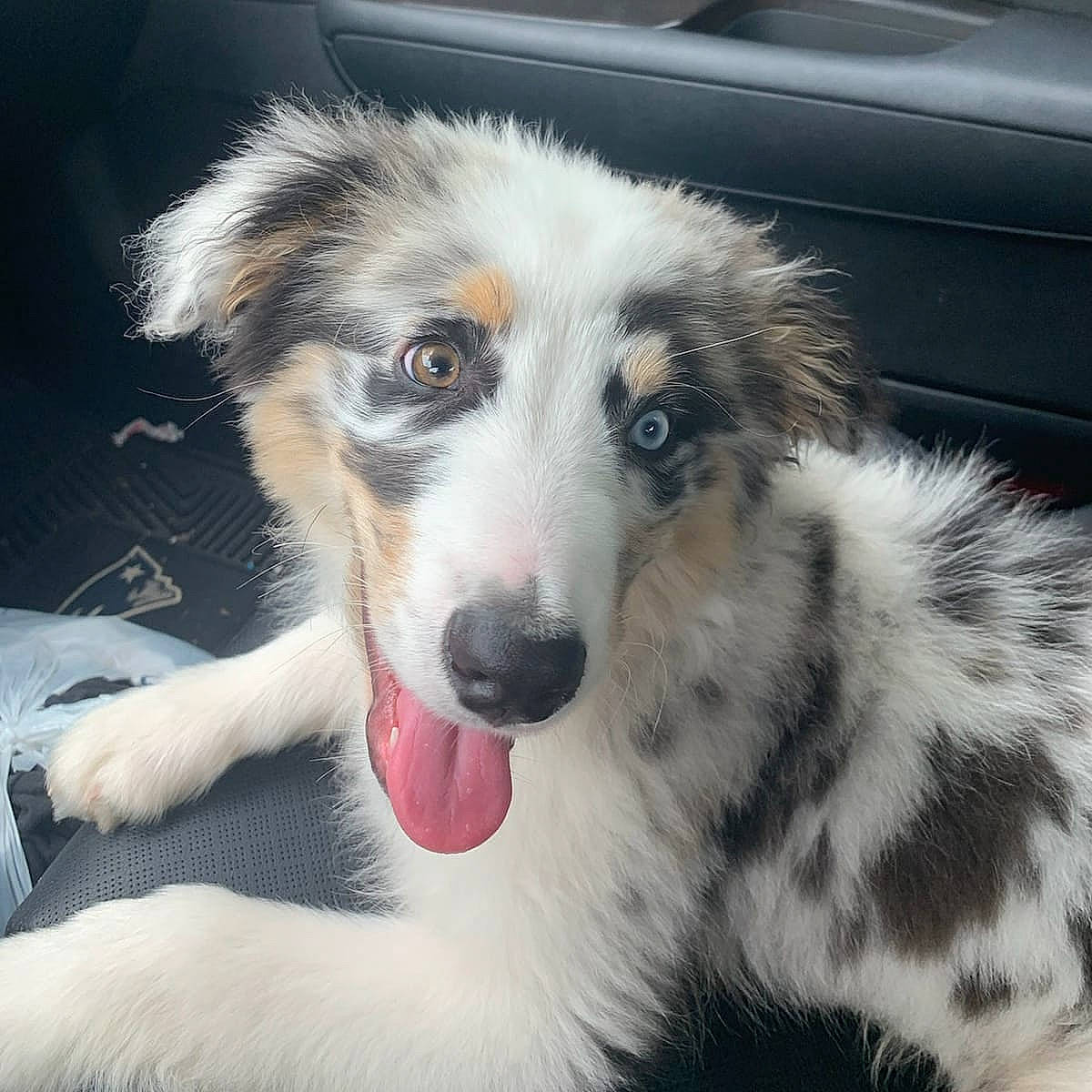 Tuukka is registered to the contest to win money with this photo: australian_collie, australian_shepherd, border_collie, canidae, carnivore, companion_dog, dog, dog_breed, fur, mammal, miniature_australian_shepherd, nose, puppy, rare_breed_dog, scotch_collie, snout, sporting_group, vertebrate, welsh_sheepdog, working_dog