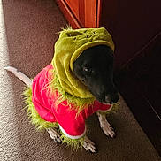 Rory joined the competition — help win amazing prizes! dog, costume, grinch, pet, indoor, carpet, holiday, fur, black_dog, white_paws, animal, cute, pet_clothing, furry, sitting, portrait, canine, festive, light, shadow