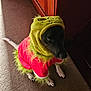 dog, costume, grinch, pet, indoor, carpet, holiday, fur, black_dog, white_paws, animal, cute, pet_clothing, furry, sitting, portrait, canine, festive, light, shadow