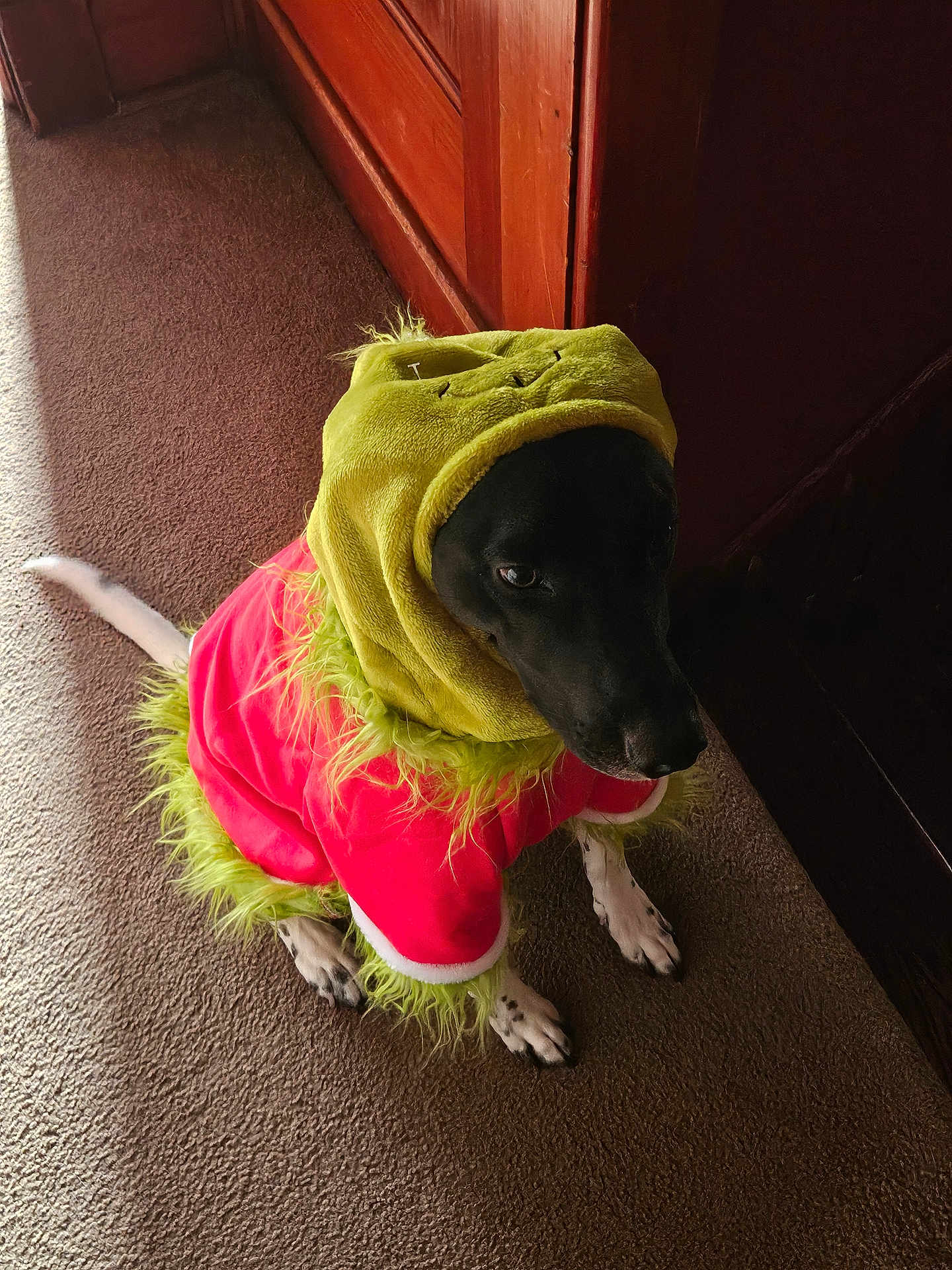 Rory joined the competition — help win amazing prizes! dog, costume, grinch, pet, indoor, carpet, holiday, fur, black_dog, white_paws, animal, cute, pet_clothing, furry, sitting, portrait, canine, festive, light, shadow