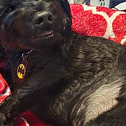 Trevor joined the competition — help win amazing prizes! animal, batman_tag, black_and_red, black_dog, blanket, canine, carpet, collar, cozy, cute, dog, fur, furry, home, indoor, lying_down, pet, red_blanket, relaxed, smile