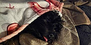 Trevor is registered to the contest to win money with this photo: animal, bed, bedding, black_dog, blanket, comfort, cozy, cute, dog, fur, home, indoor, patterned_blanket, pet, relaxation, resting, sleeping, snuggled, soft_texture, tongue_out