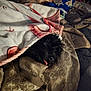 animal, bed, bedding, black_dog, blanket, comfort, cozy, cute, dog, fur, home, indoor, patterned_blanket, pet, relaxation, resting, sleeping, snuggled, soft_texture, tongue_out