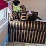 Trevor joined the competition — help win amazing prizes! armrest, black_dog, cables, clothing, couch, cozy, curious, curtains, dog, framed_photos, hoodie, indoor, living_room, pet, power_outlet, small_dog, striped_couch, tiled_floor, wall, window