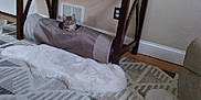 Chip joined the competition — help win amazing prizes! cat, fabric_tunnel, wooden_table, rug, carpet, indoor, floor, curious, pet, home, furniture, cozy, neutral_colors, vent, power_outlet, soft_texture, relaxed, animal, domestic, living_room