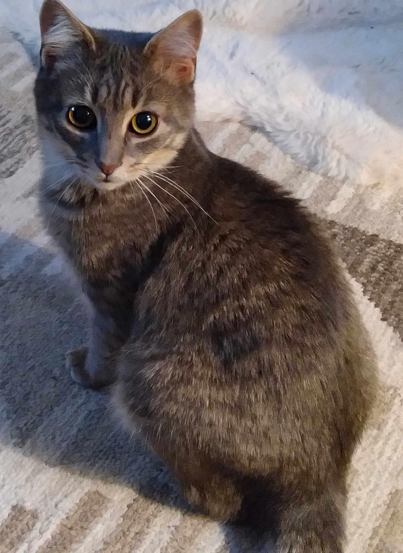 Chip