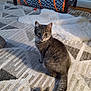 cat, tabby_cat, carpet, indoor, pet_toy, feline, curious, fur, animal, playful, soft_rug, household, looking, tail, ears, whiskers, floor, domestic_cat, cute, pet