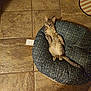 Chip is registered to the contest to win money with this photo: cat, tabby, pet_bed, floor, tile, relaxed, animal, indoor, looking_at_camera, feline, striped, ears, whiskers, paws, tail, cozy, resting, cute, domestic, home