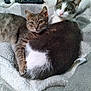 Chip is registered to the contest to win money with this photo: cat, cuddle, blanket, remote_control, indoor, pet, fur, sleepy, resting, cozy, animal, tabby_cat, white_and_gray_cat, closeup, domestic, cute, companion, relaxation, friendship, soft