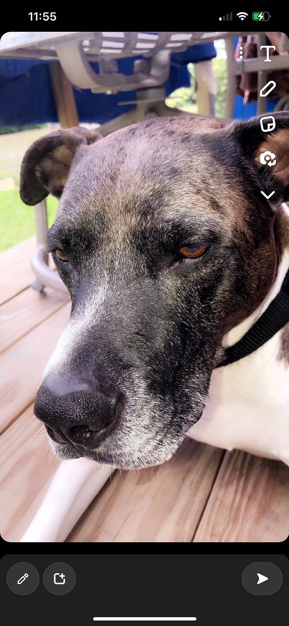 Bently joined the competition — help win amazing prizes! ancient_dog_breeds, canidae, carnivore, collar, companion_dog, dog, dog_breed, dog_collar, ear, fawn, fur, great_dane, guard_dog, non_sporting_group, snout, sporting_group, terrestrial_animal, whiskers, working_animal, working_dog