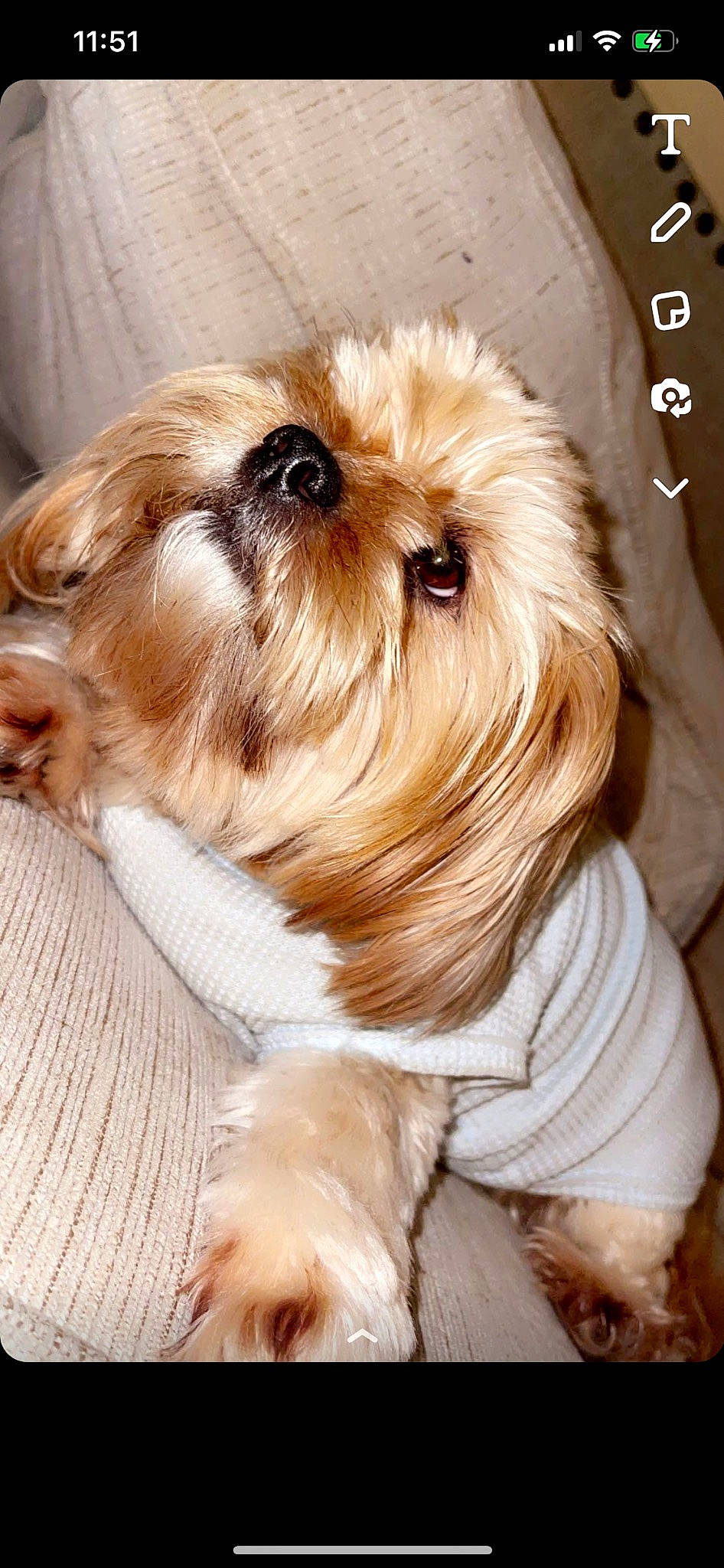 Puh joined the competition — help win amazing prizes! bangs, canidae, carnivore, companion_dog, dog, dog_breed, dog_supply, fawn, firefighter, font, fur, liver, puppy_love, small_terrier, snout, sporting_group, terrier, toy_dog, whiskers, working_animal