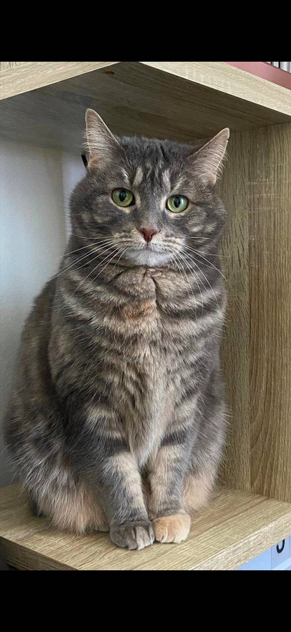 Bahia a rejoint le concours — aidez-le/la à gagner de superbes lots ! box, carnivore, cat, curious, domestic_short_haired_cat, eye, felidae, fur, grey, iris, paw, sitting, small_to_medium_sized_cats, snout, terrestrial_animal, whiskers, window, wood