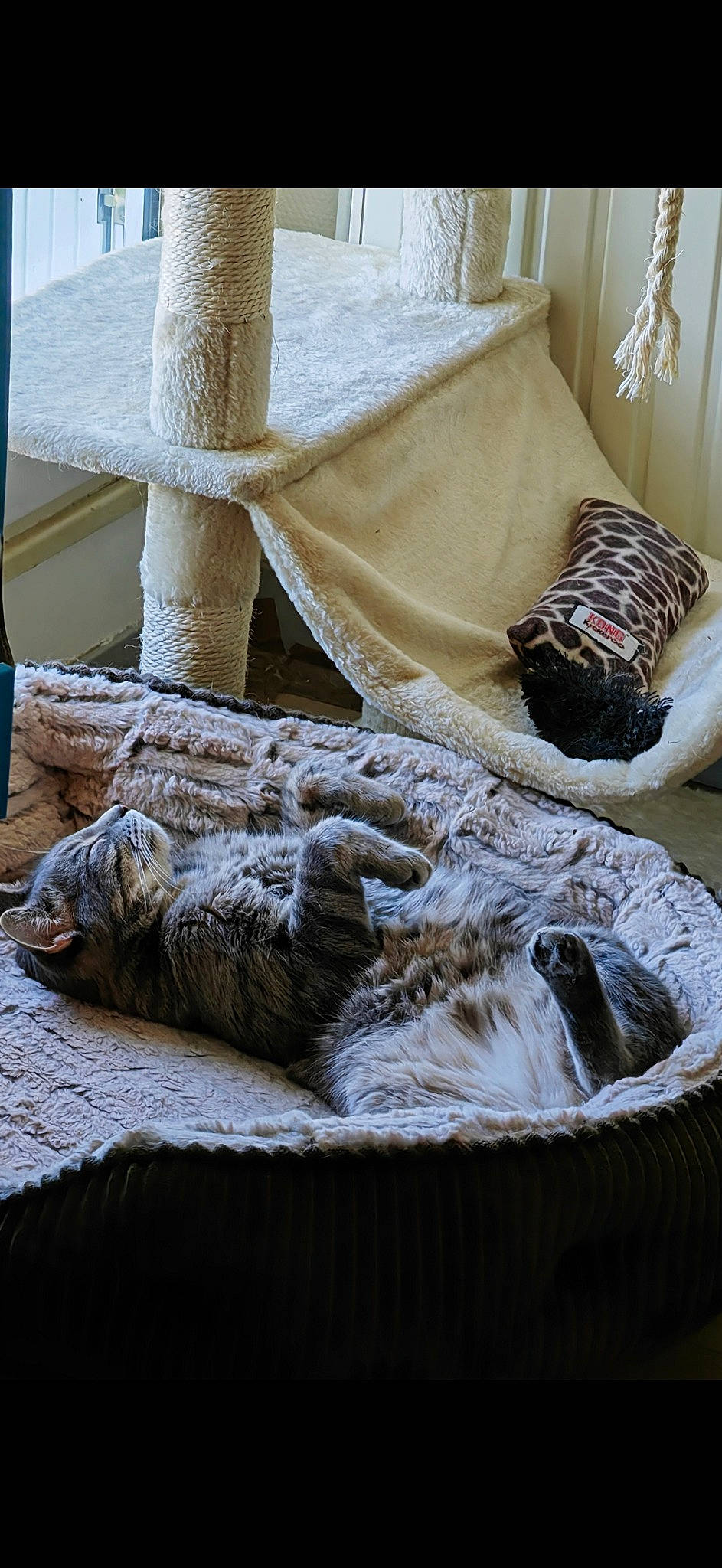 Texas a rejoint le concours — aidez-le/la à gagner de superbes lots ! bed_sheet, bedding, bedroom, chair, comfort, floor, flooring, fur, grey, hardwood, home, interior_design, linens, pattern, room, shoe, textile, window, wood, wool