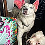 Leo joined the competition — help win amazing prizes! dog, husky, pitbull, pink_ears, pink_tail, tongue_out, indoor, tablecloth, flamingo_pattern, floor, collar, pet_tag, wood_floor, curious, two_dogs, domestic_animal, companions, looking_up, playful, animal