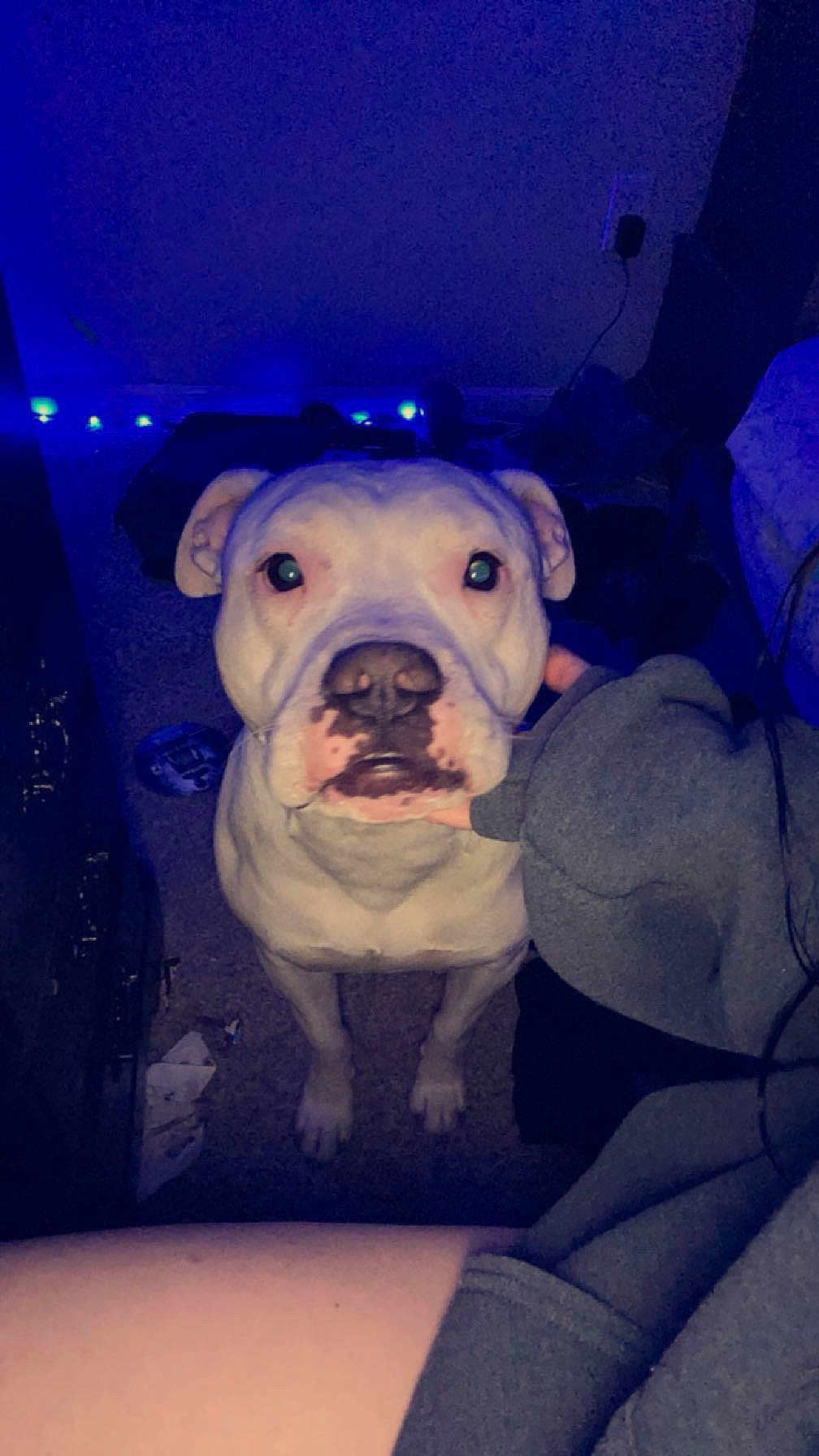 Leo joined the competition — help win amazing prizes! dog, white_dog, indoor, carpet, hand, looking_up, pets, blue_lights, night, animal, companion, cute, domestic_animal, face, ears, snout, front_legs, fur, pet_owner, room