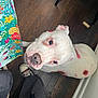 dog, white_dog, pink_spots, wooden_floor, tablecloth, floral_pattern, curious, looking_up, pet, indoor, shoe, pants, ripped_pants, floor, animal, domestic, light, shadow, colorful, close_up