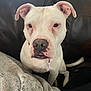 Leo joined the competition — help win amazing prizes! dog, white_dog, pet, canine, leather_couch, blanket, indoor, closeup, curious, ears_up, tail, collar, tag, fur, animal, companion, sitting, looking, living_room, cozy